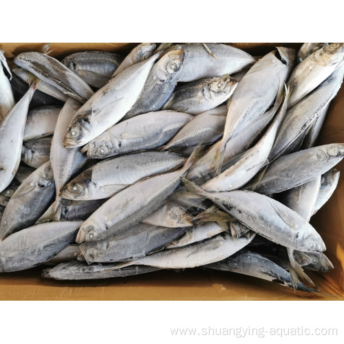 Frozen Fish Horse Mackerel Whole Round 16-20cm 20-25cm